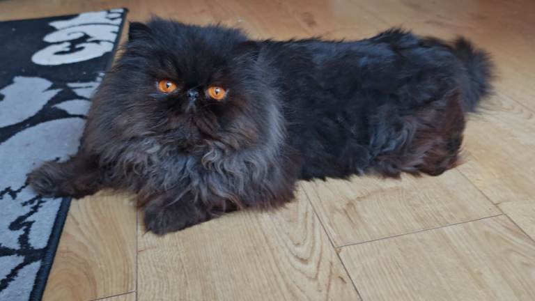 Gccf registered active black persian male