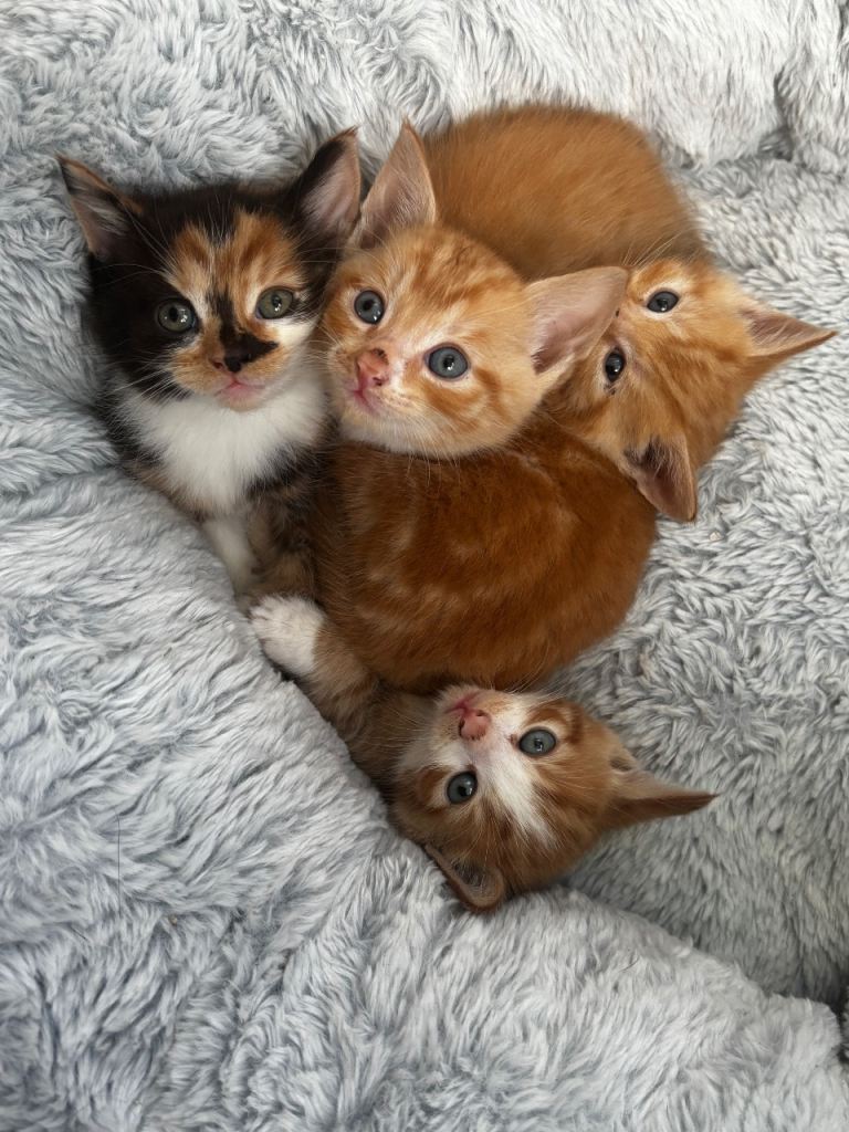 Gorgeous kittens looking for there forever home 🐾 