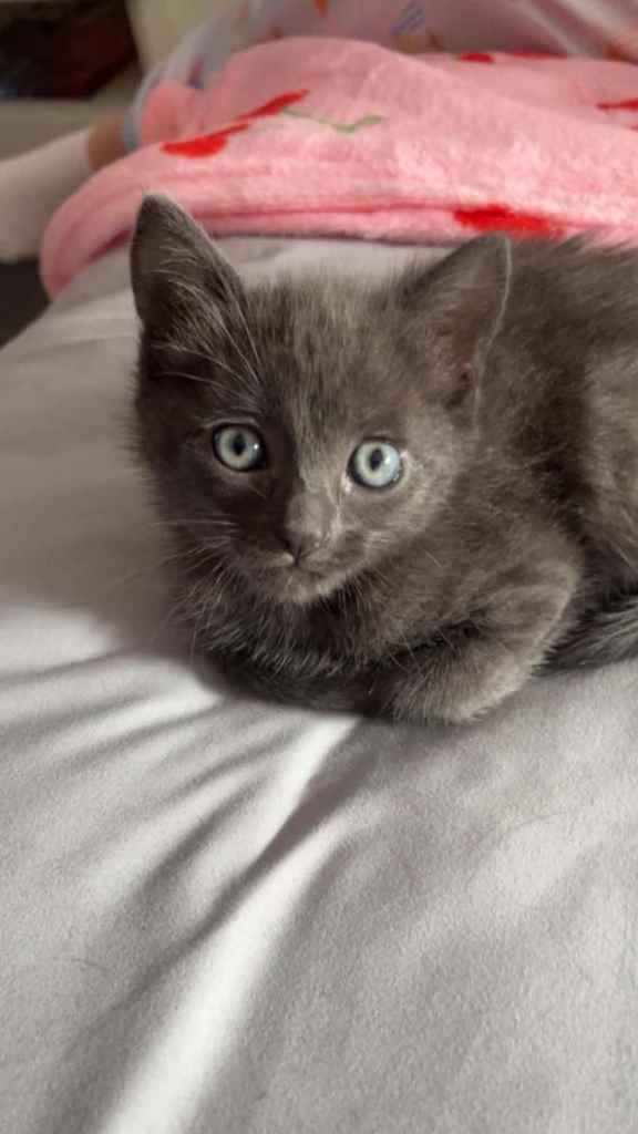 Kittens 
