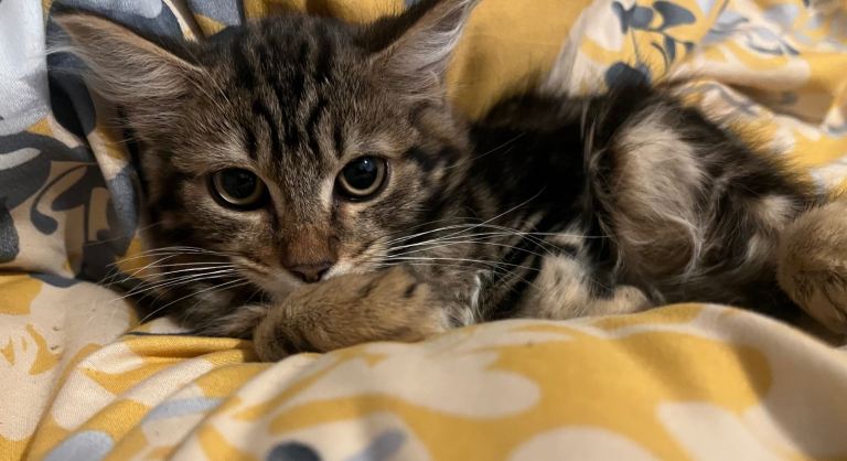 Milo 
