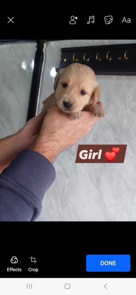 golden retriever READY TO LEAVE NOW