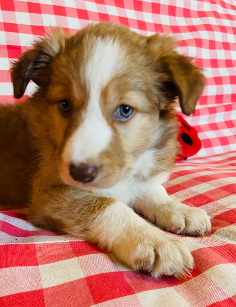 Border collie puppies 