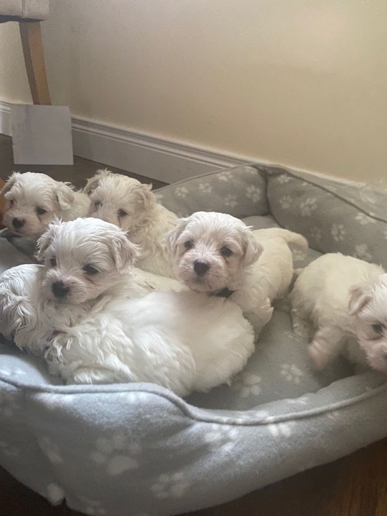 Maltese/bichon puppies for sale 