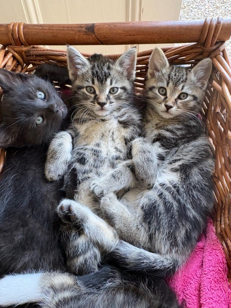 1/2 Maine coon tabby kittens 2 boys 2 girls