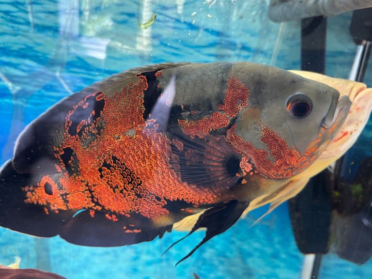 Beautiful large Oscar  cichlids and a pleco