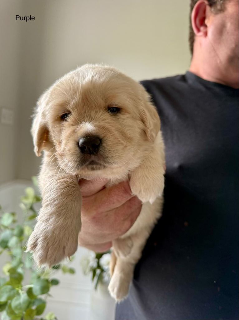 Golden Retriever Puppy