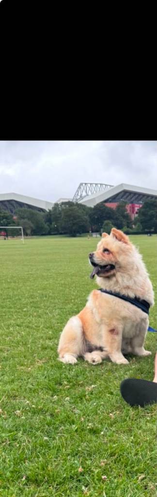 Chow chow liverpool boy cream colur