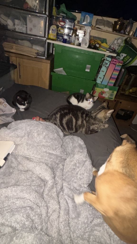 Kittens ready NOW