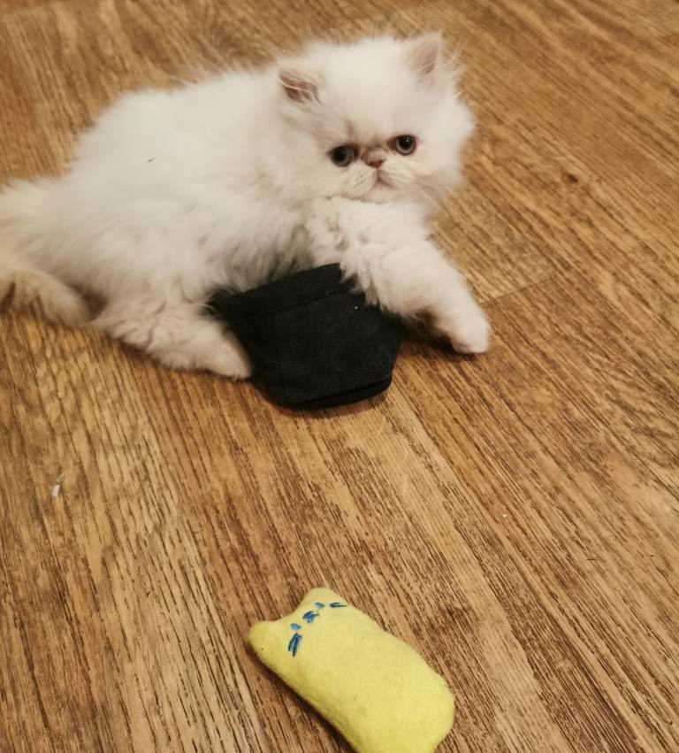 Pedigree Persian exotic longhair kitten 