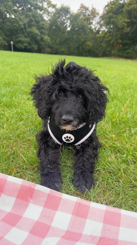 Cockapoo male 8 months 