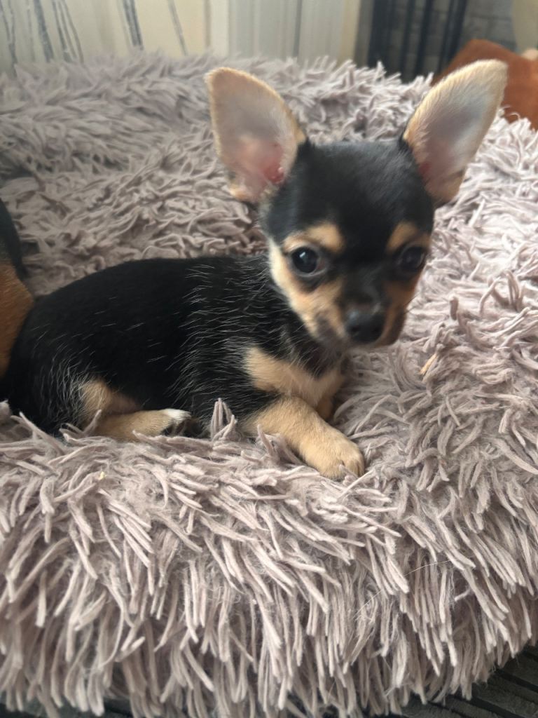 Chihuahua puppy 