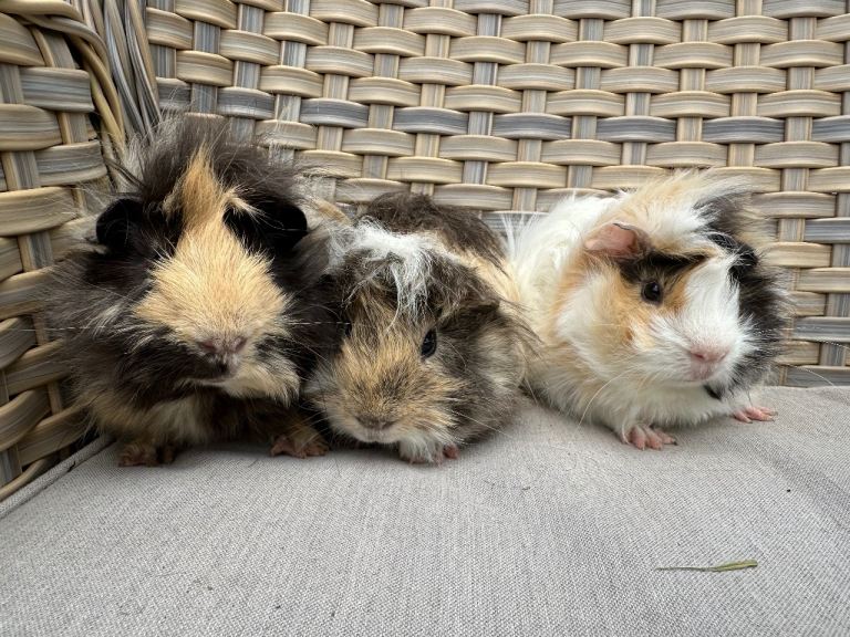 Baby guinea pigs and baby rabbits.