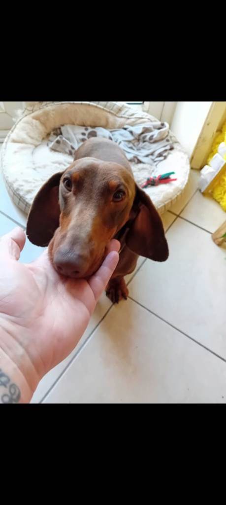 Dashound boy