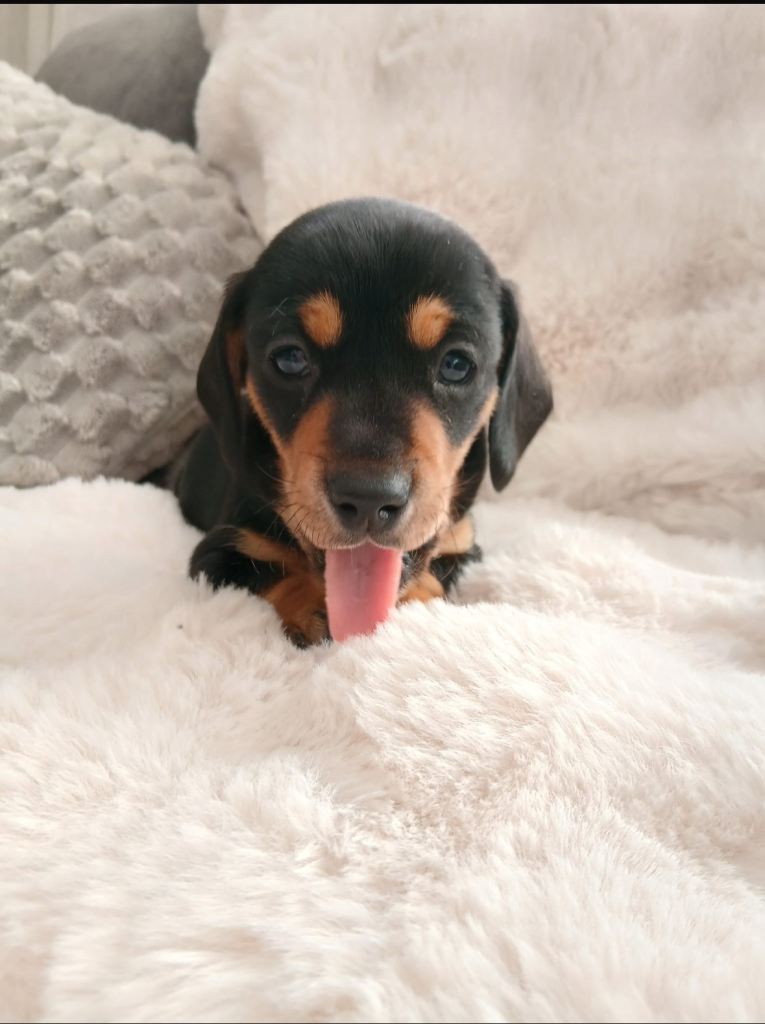 Miniature dachshunds 