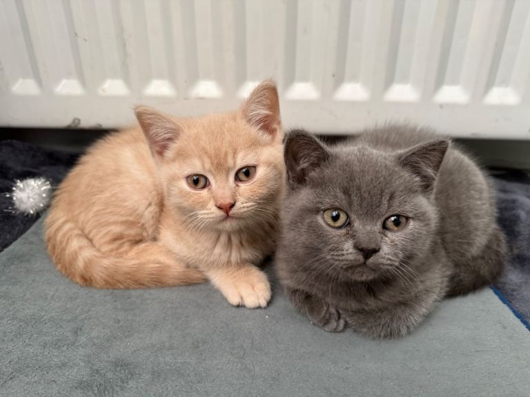 Beautiful British Shorthair kitten