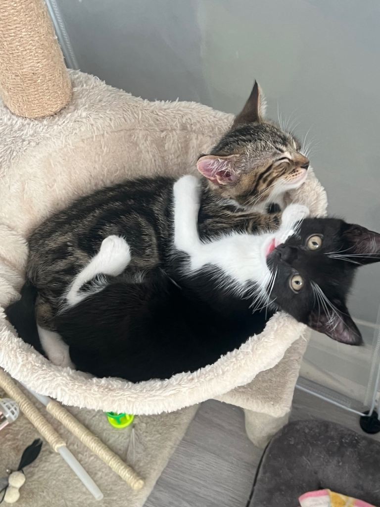 Sold! 2 male kittens 