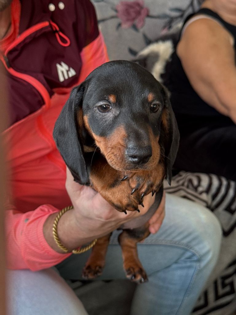 Last pup Daschund puppies 