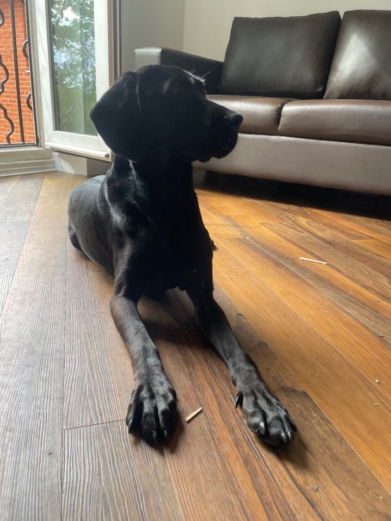 Cane corso mix with cocker spaniel female