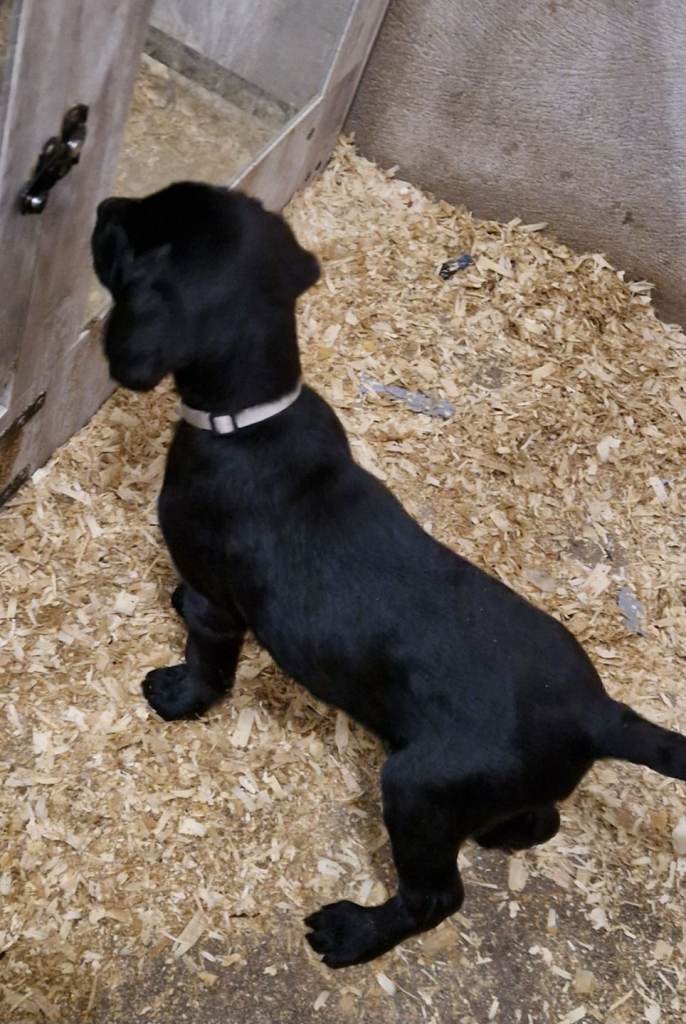 SOLD Kc registered labrador pups