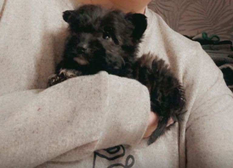 beautiful miniature jackpoo 🐶