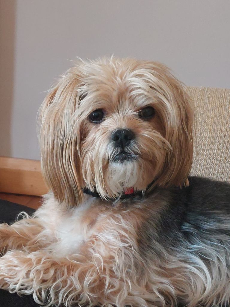 YORKIE SHITZU MIX, VERY RELUCTANT SALE