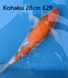 Japanese koi