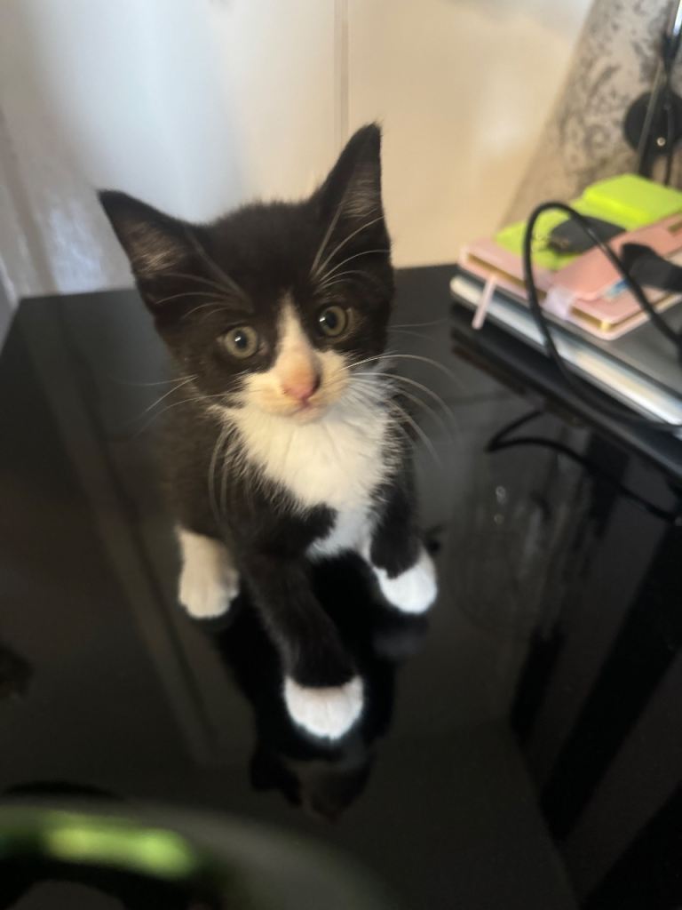 1 male tortoiseshell kitten left