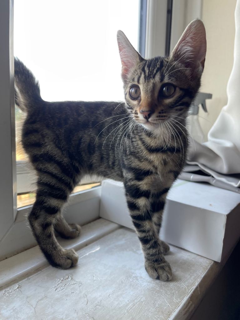 1 LEFT- Bengal / 1/4 British Shorthair kitten