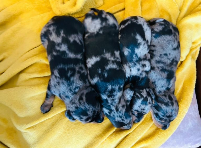 Stunning silver dappled miniature dachshund puppies for sale