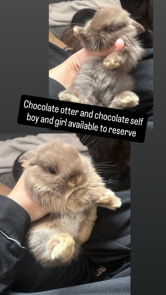 gorgeous mini lops 