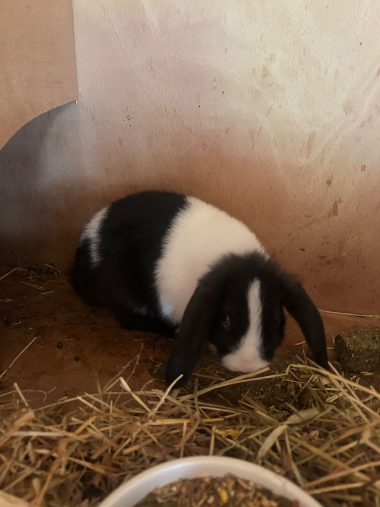 Beautiful mini lop