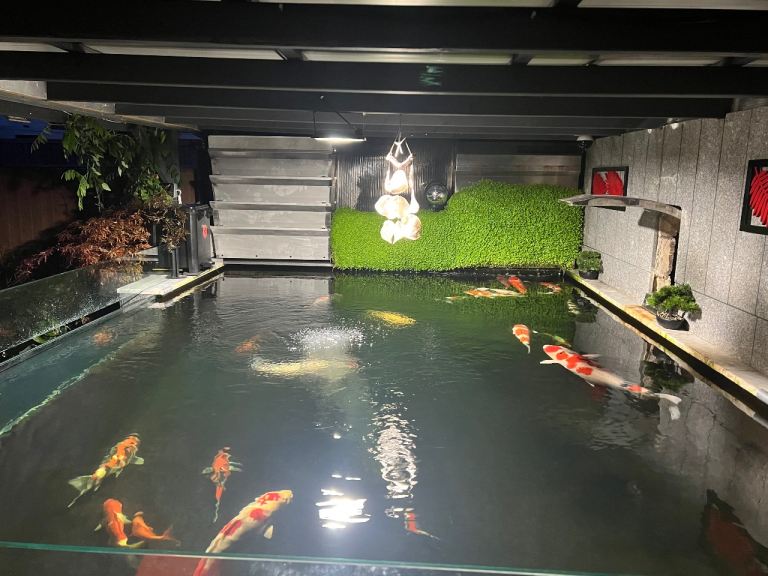 koi fish and pond filter system 