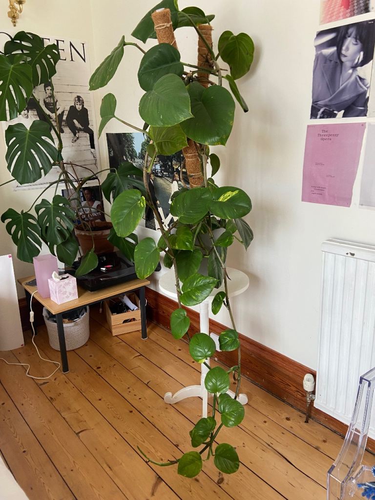 House plant -Devil’s Ivy