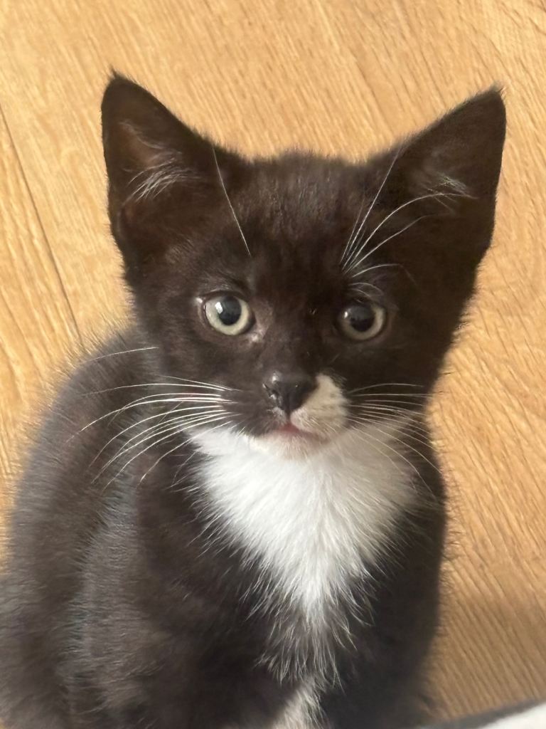 🐾 Beautiful Black & White Kittens Looking for Loving Homes 🖤🤍