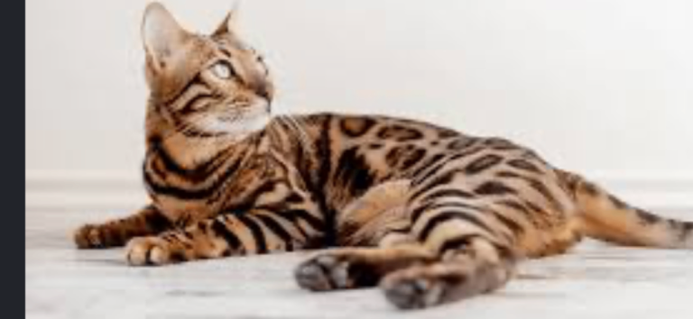 Bengal cat 