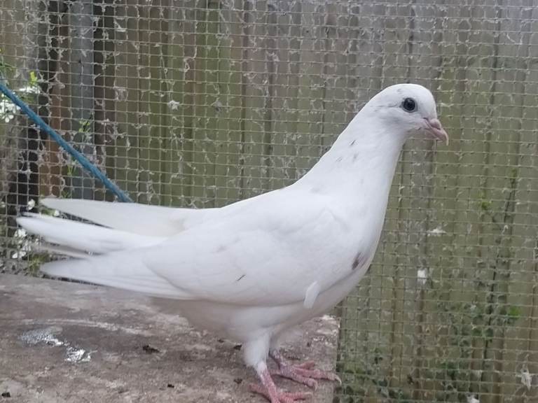 White  Pigeons for sale 