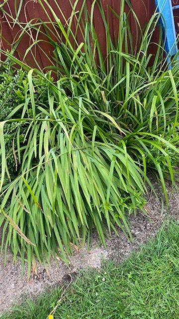 Established Green Ornamental Grass Plants for Garden