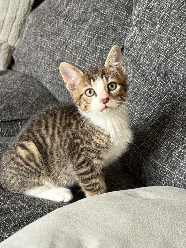 Kittens for sale