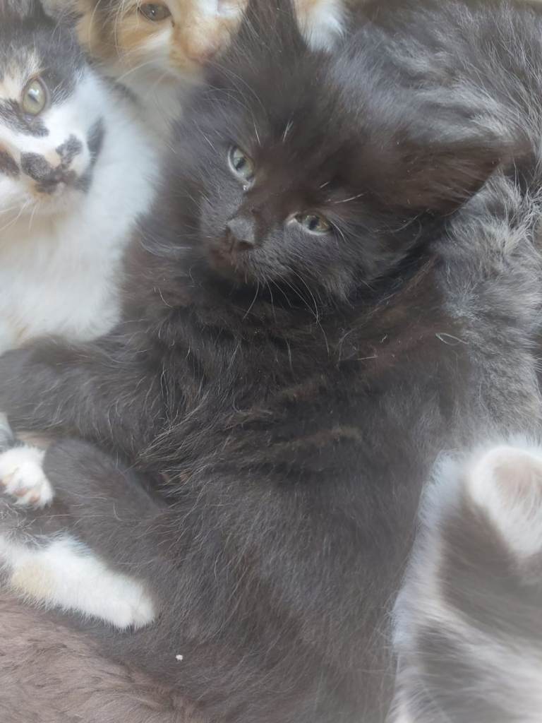 Kittens ready now 