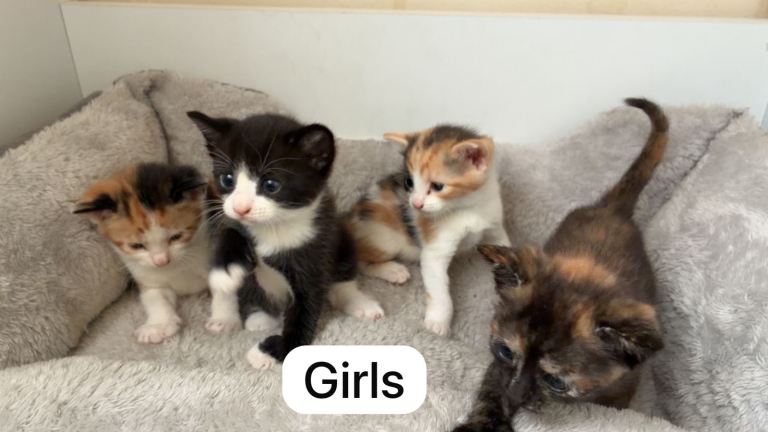 Kittens 