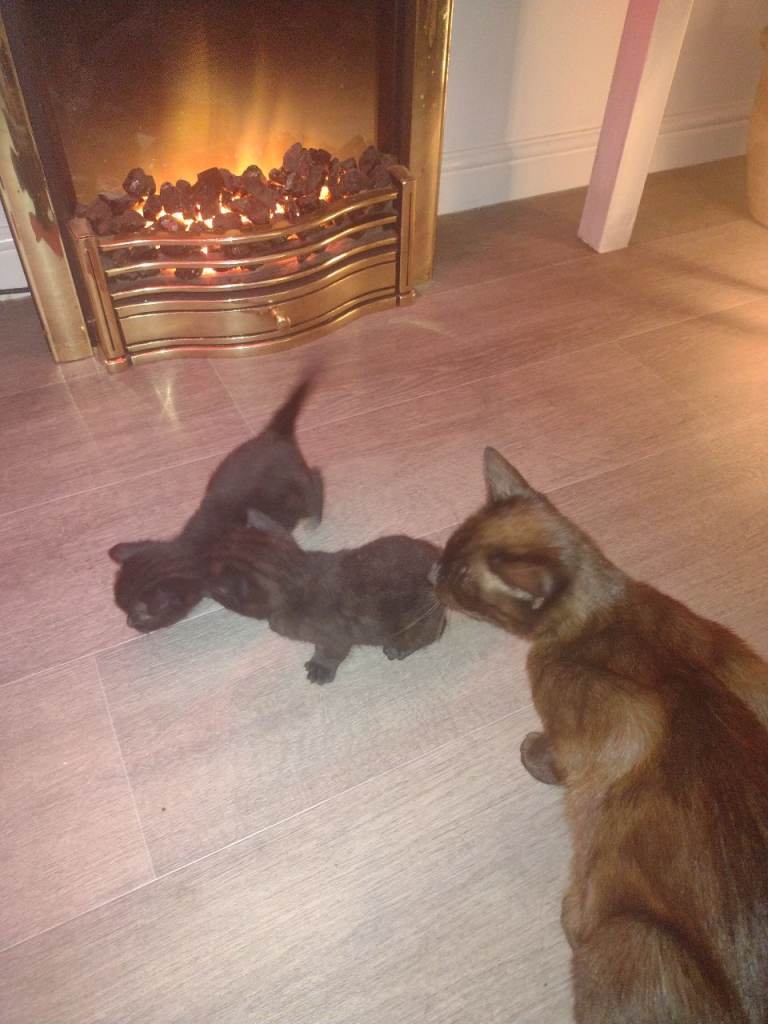 2 male half Bengal kittens