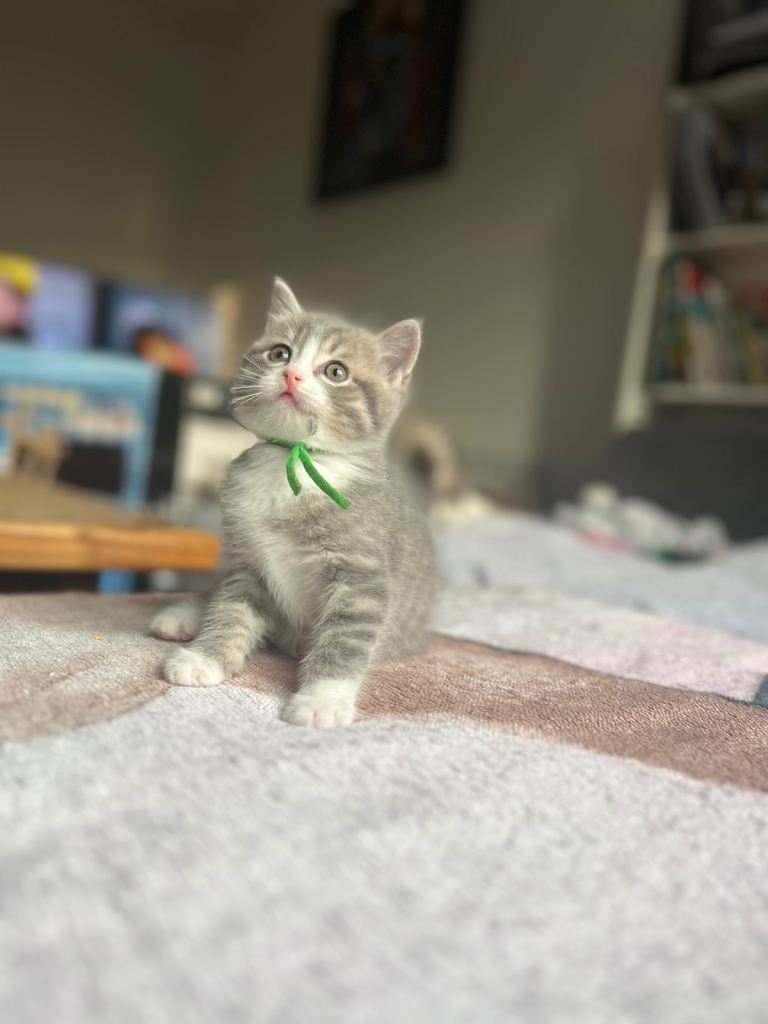 2 beautiful male kittens.