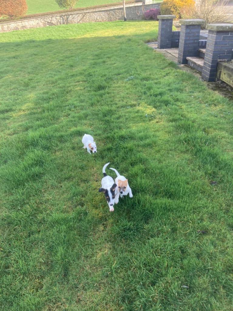 Jack Russell Puppies 