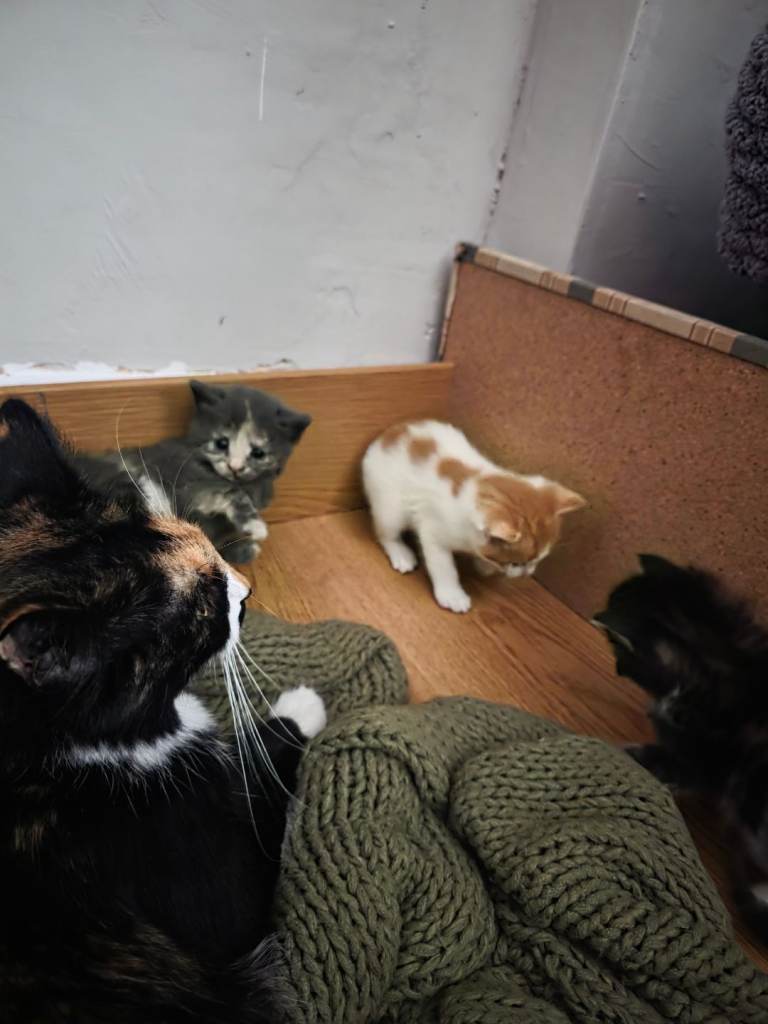 Beautiful fluffy kittens 