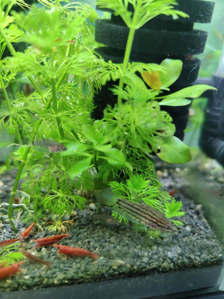 Croaking Gourami fish 