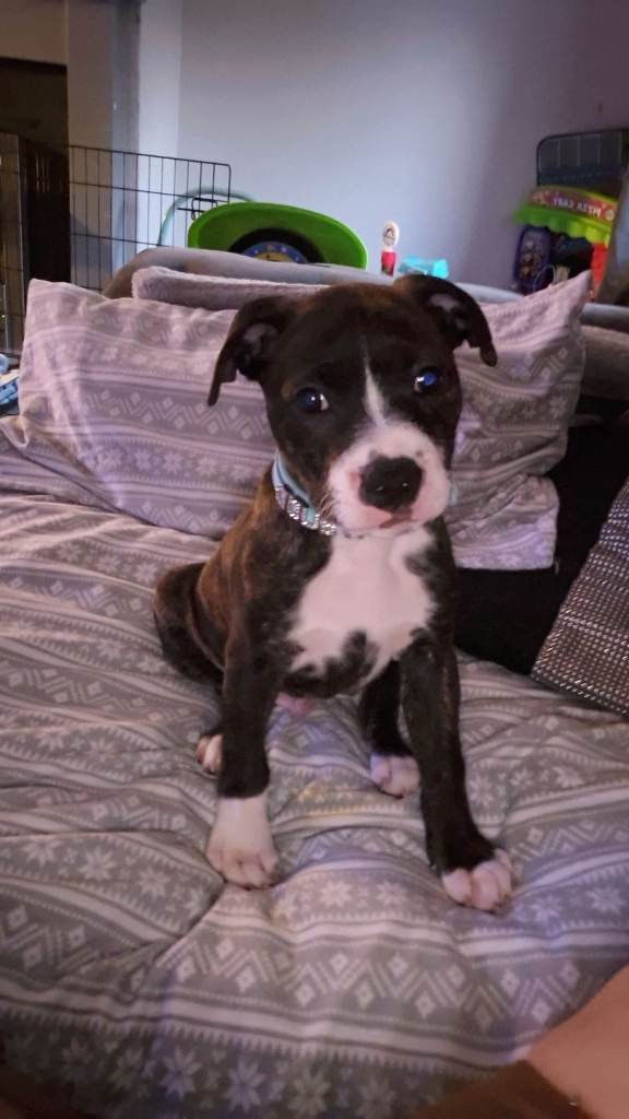 10 week old male puppy