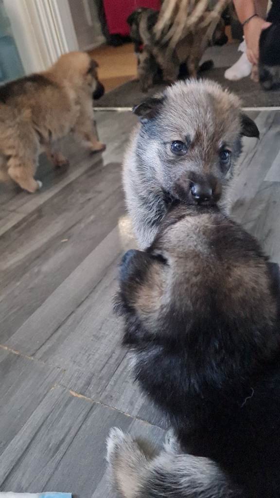 Shepskys 