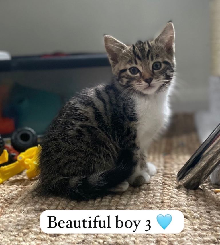 Beautiful Bengal x kittens 