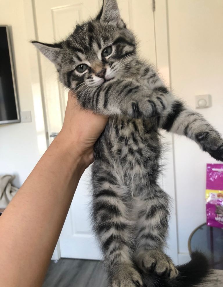 Norwegian forest kittens 