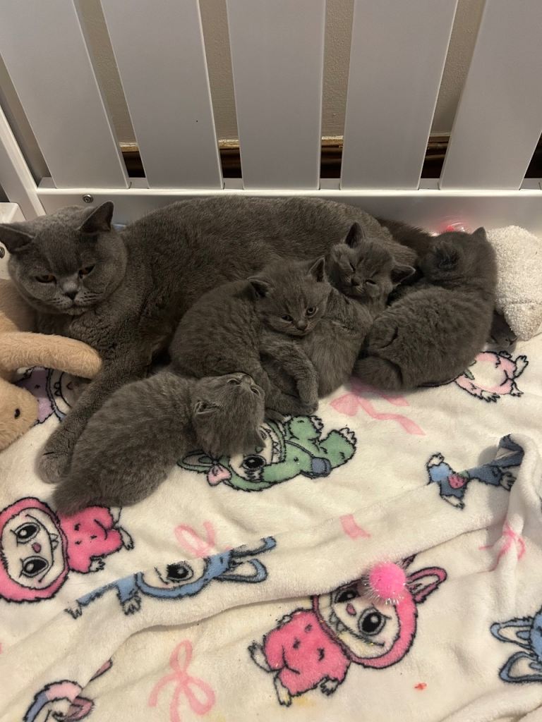 Beautiful British Blue Shorthair Kittens  